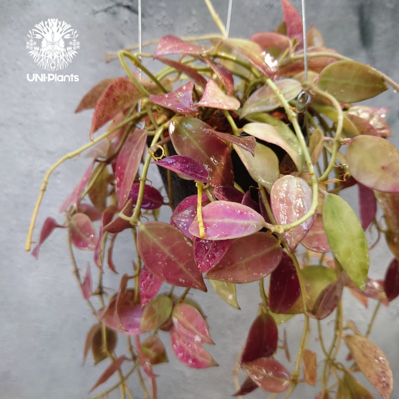 初入荷 Hoya walliniana ut152 ホヤワリニアーナ ホヤ植物 植物 珍奇