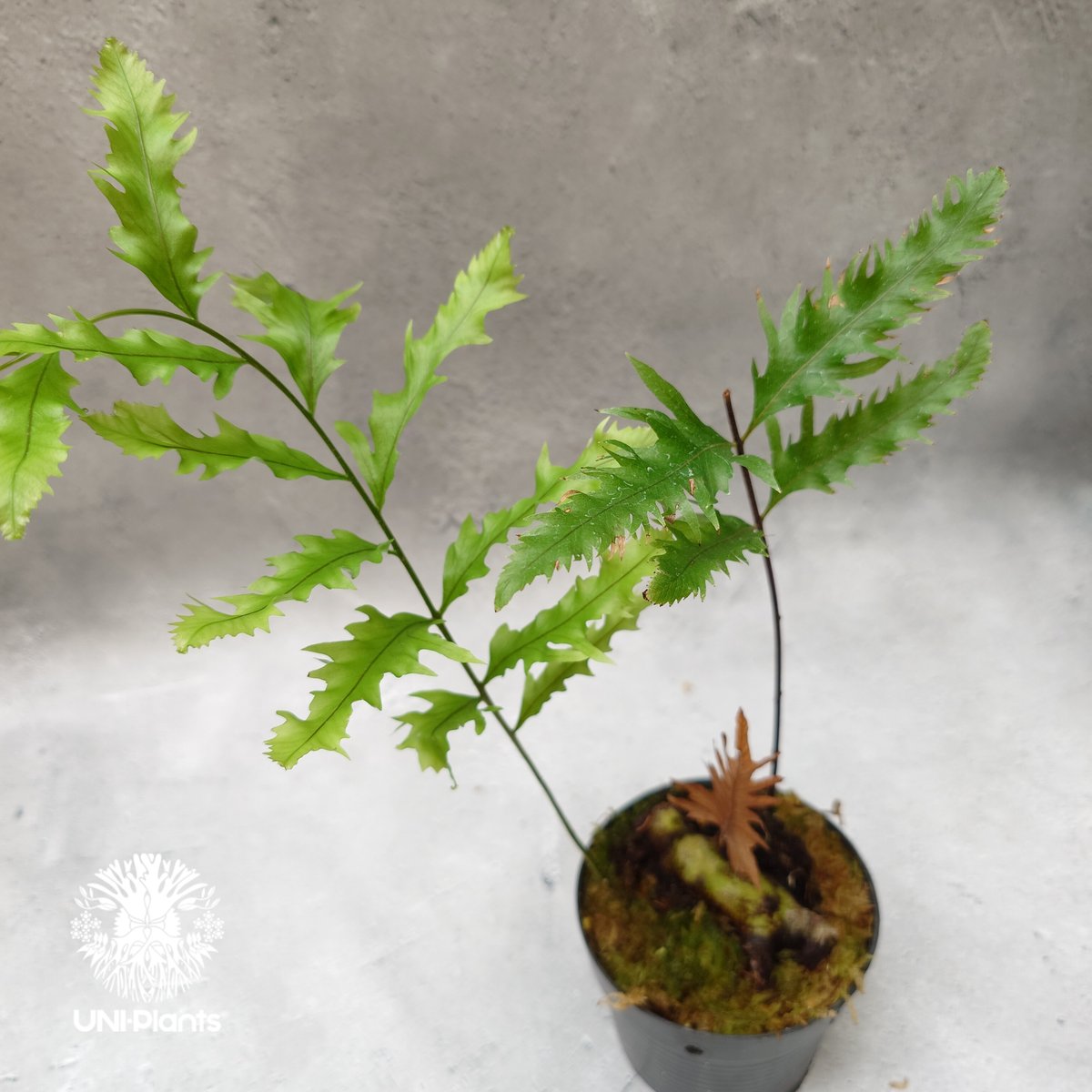 Drynaria rigidula `whitei' ドリナリア·リギデュラ'ホワイティ' 観
