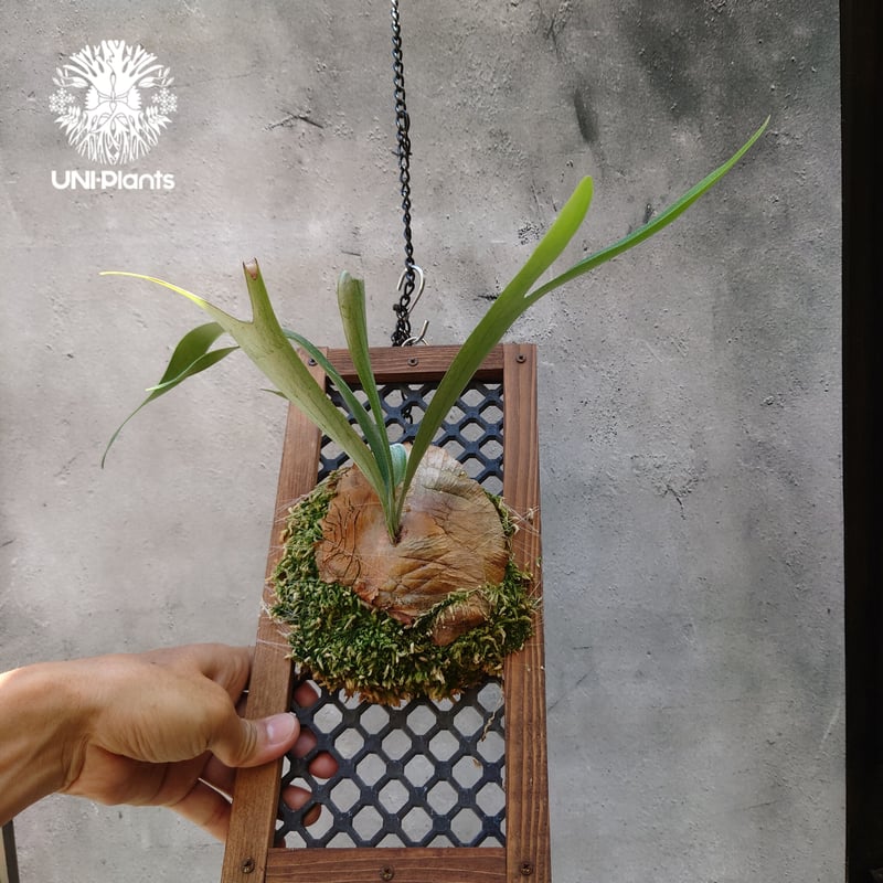 ビカクシダ 品種不明 Platycerium sp. コウモリラン ビカクシダ子株