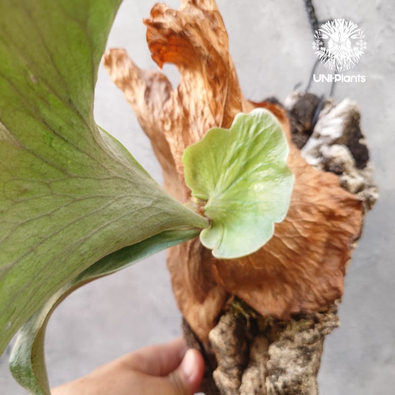 現品【ステマリア】　コウモリラン ビカクシダ　★コルク付　 BI0171 現品【ステマリア】 コウモリラン ビカクシダ ☆コルク付 BI0171