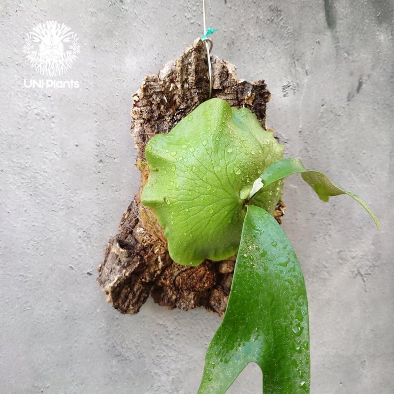 ビカクシダ アルテミス Platycerium Artemis (Alcicorne x Qu