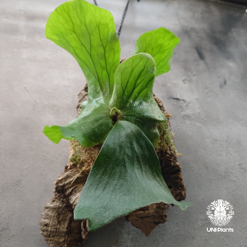 ビカクシダ エレファントティス Platycerium elephantotis ビカクシダ原