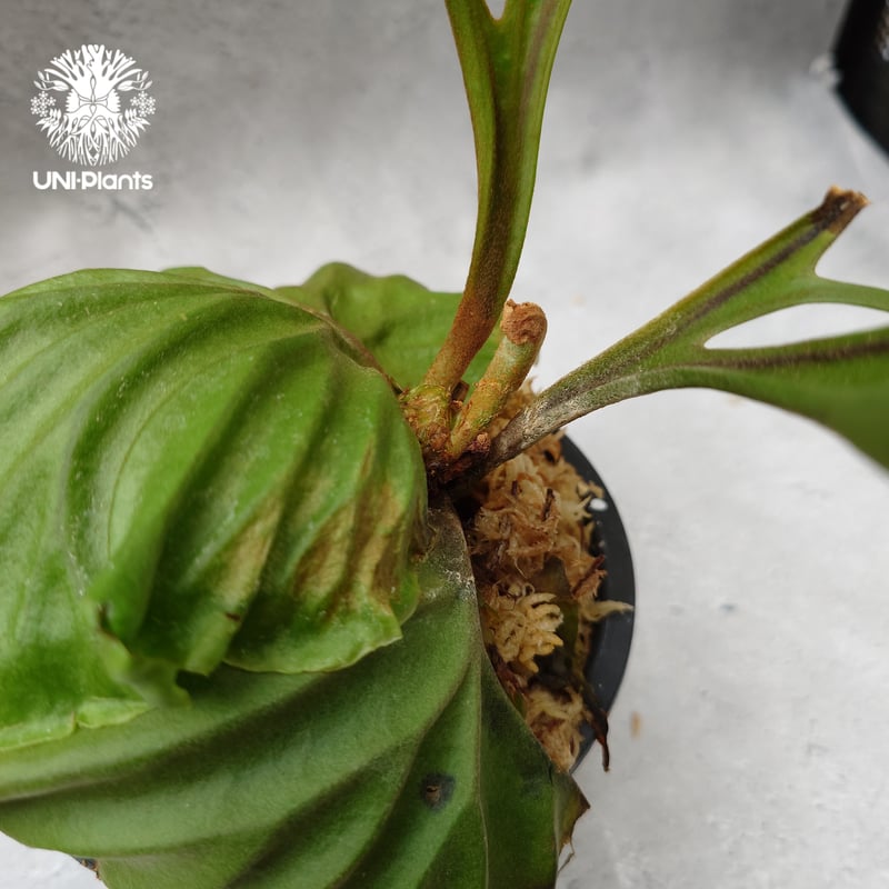 ビカクシダ　リドレイ ビカクシダ・リドレイ|ドワーフシルバー - 株式会社陽春園植物場