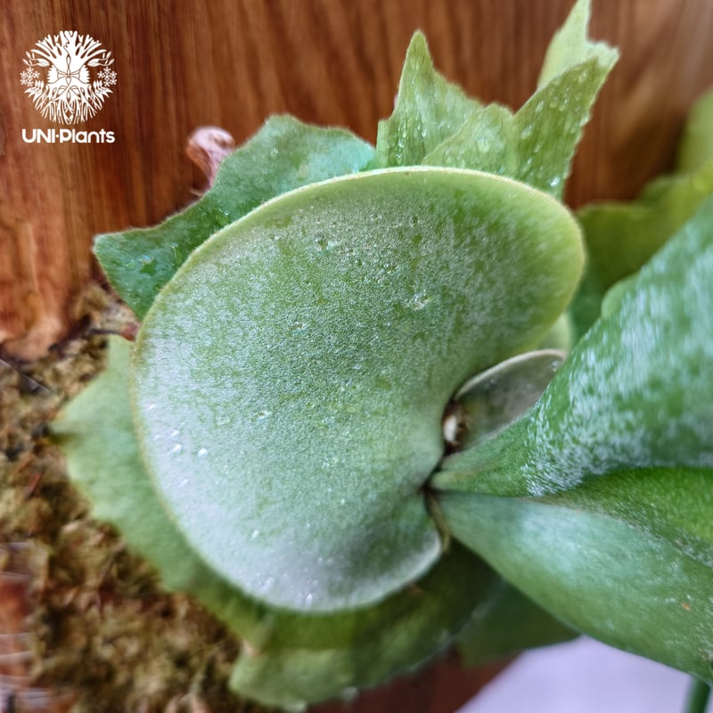 ビカクシダ ビフルカツム Platycerium bifurcatum ビカクシダ原種 シダ