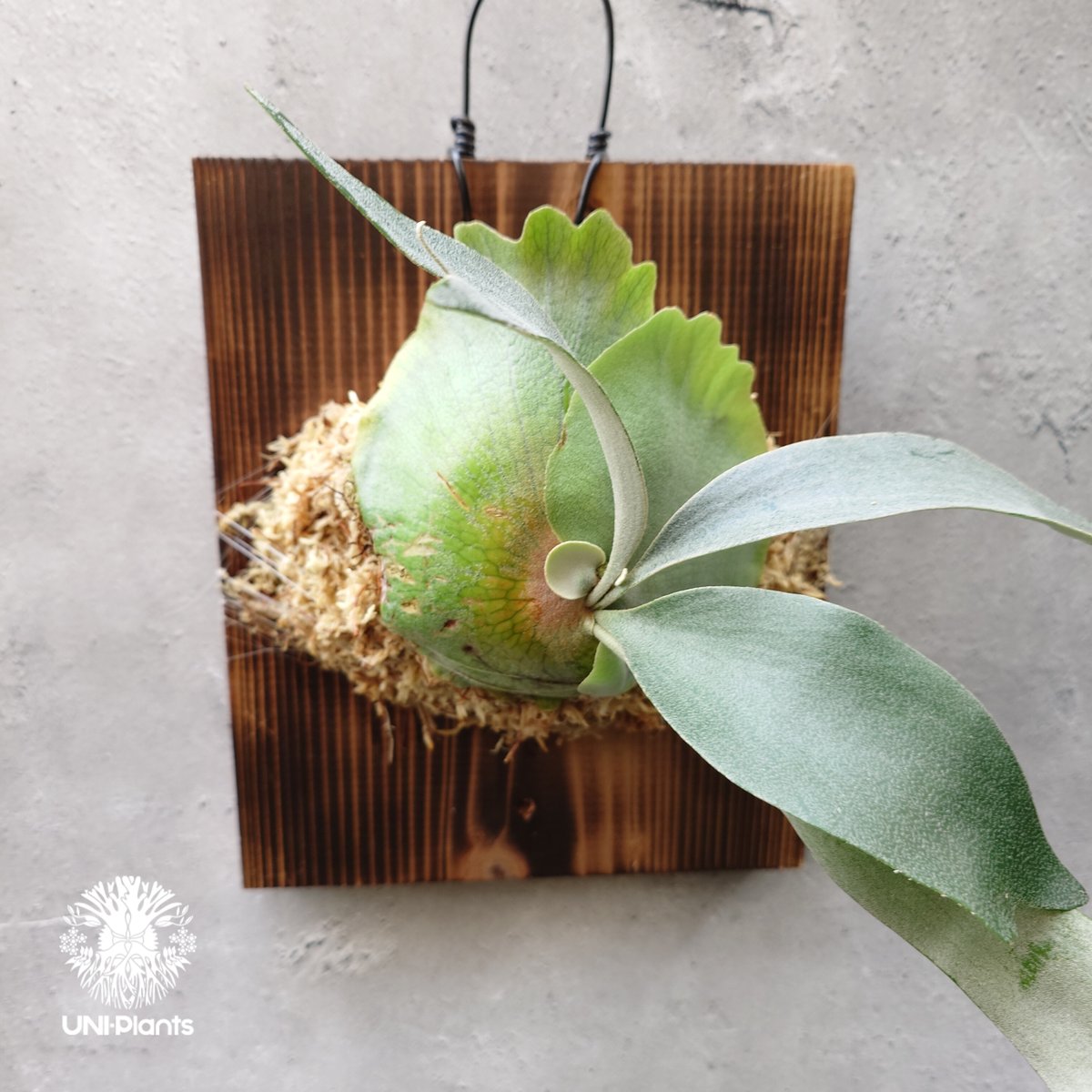 コルク付け♡ビカクシダバンナ#A 園芸ネット本店｜[ザ・ファームセレクト]ビカクシダ（コウモリラン