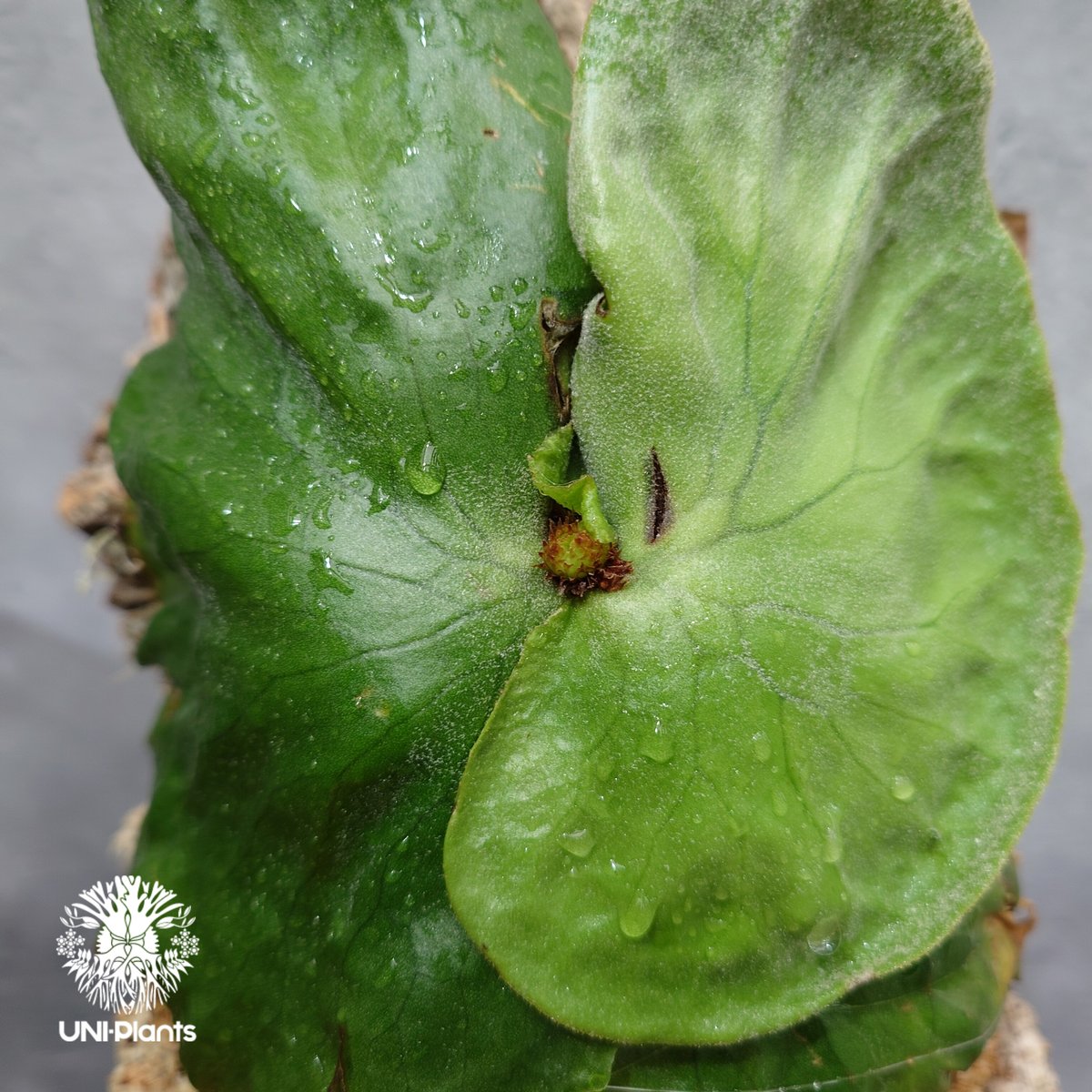 ビカクシダ　グランデ　platycerium grande Platycerium grande ビカクシダ グランデ ビカクシダ原種 植物 シダ