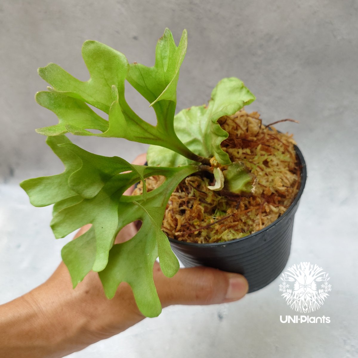 ビカクシダ リドレイ ドワーフ Platycerium ridleyi Dwarf コウモリ