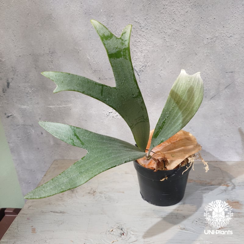 国内繁殖株・一点物】Platycerium bifurcatum 'white' ｜ビカ