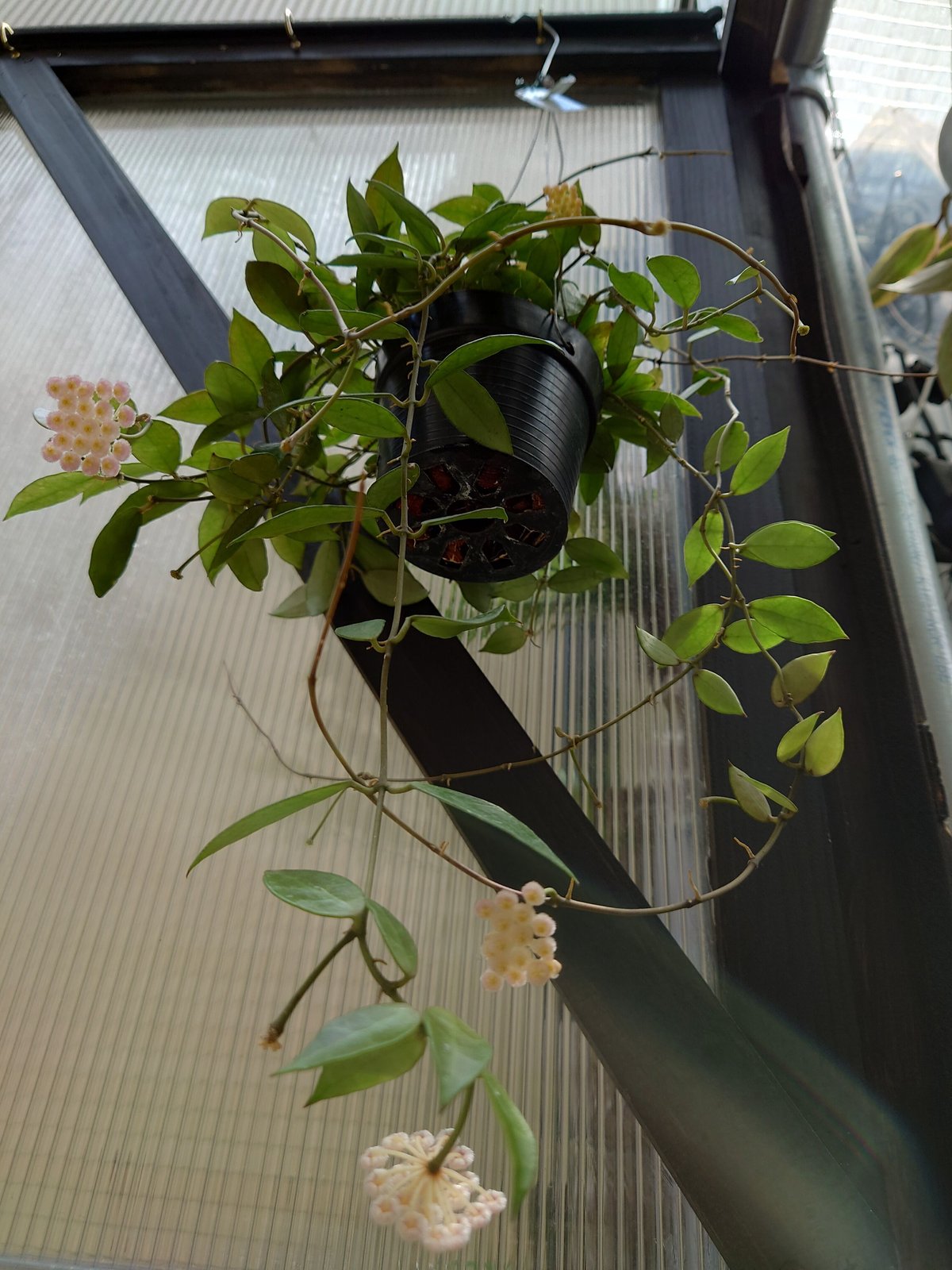 ホヤ レベッカ サクララン Hoya cv.Rebecca ホヤ植物 植物 珍奇