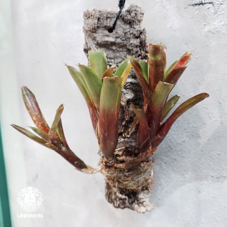【タイ直輸入・一点物】Neoregelia  'Ruby Throat' | ネオレゲリア ルビースロート |Neoregelia｜着生アレンジ｜タンクブロメリア | Tank bromeliad