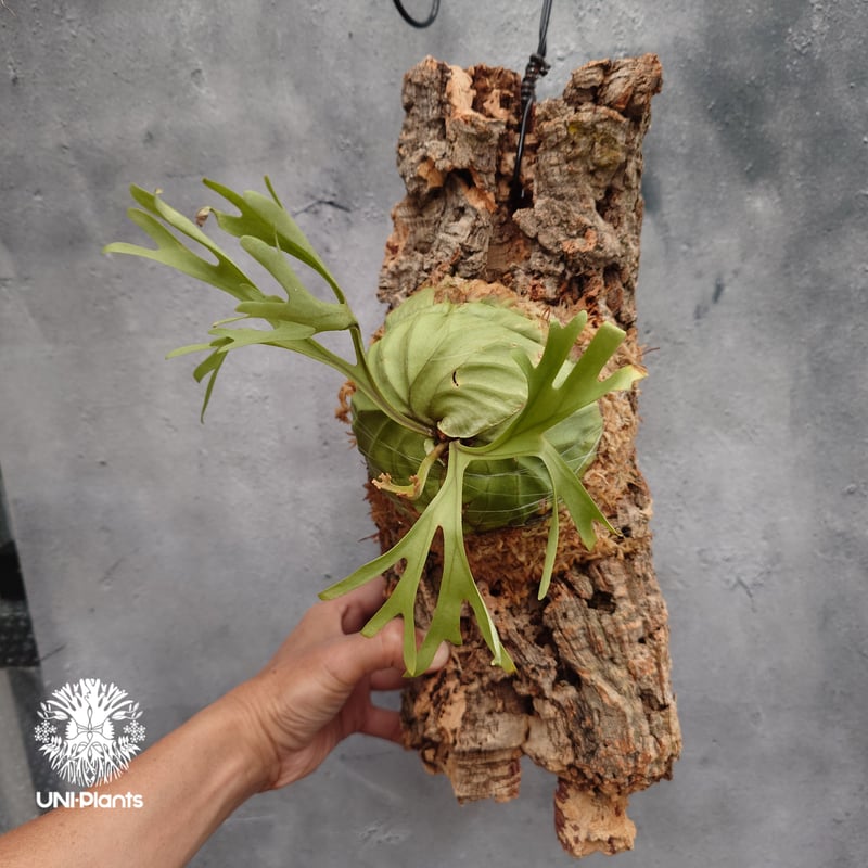 Platycerium ridleyi Pakarang ビカクシダ リドレイ パカラン
