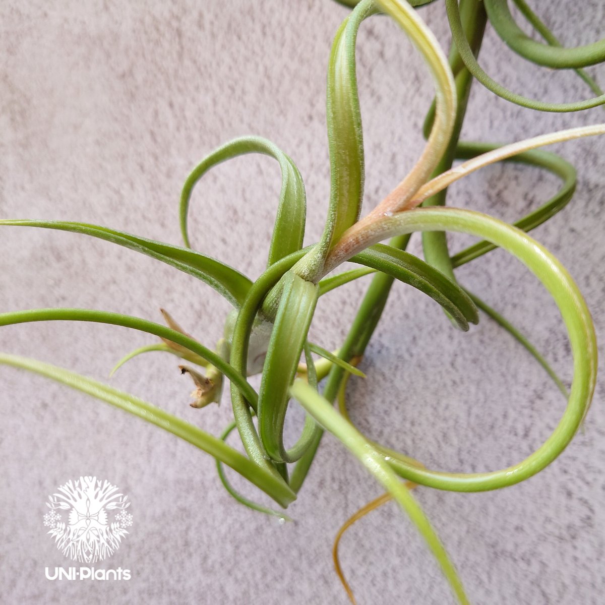Tillandsia Intermedia（L）ティランジア チランジア・インター