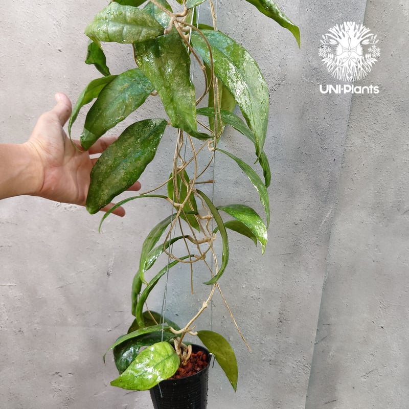 Hoya Finlaysonii splash （cv.trang）ホヤ フィレンソニー スプ