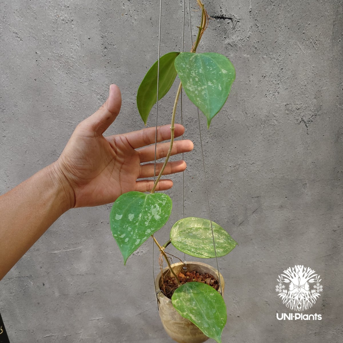 レア ホヤ Hoya latifolia ' Queen'サクララン レア ホヤ Hoya