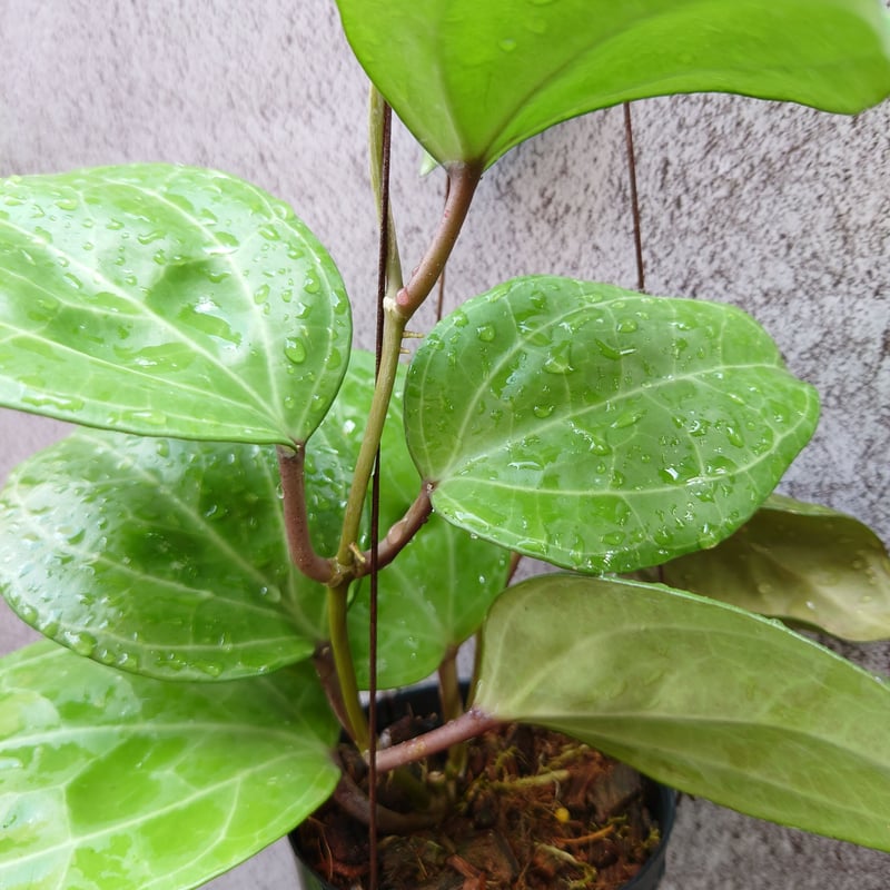 Hoya Sarawak 希少なホヤ植物 限定入荷 植物 珍奇植物 珍奇