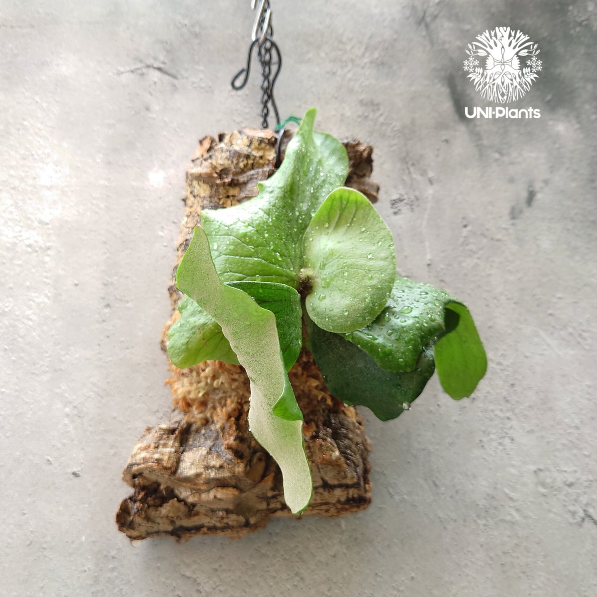 ビカクシダ エレファントB 楽天市場】(現品) ビカクシダ エレファントティス (No.40890