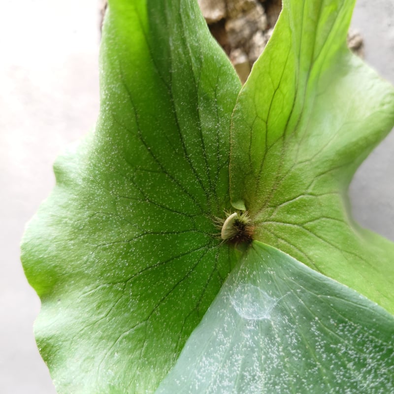 ビカクシダ ネプチューン Platycerium Neptune コウモリラン