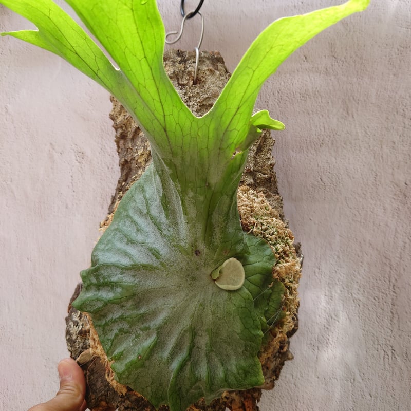 ビカクシダ グランデ Platycerium grande コウモリラン