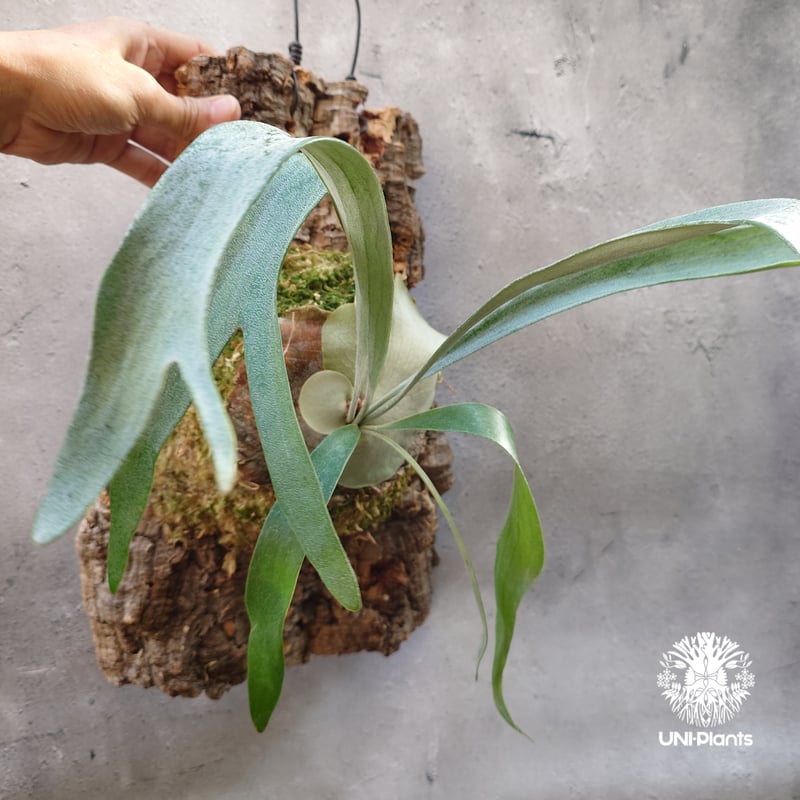 Platycerium Blue vista (pup)ビカクシダブルービスタ ビカクシダウィ