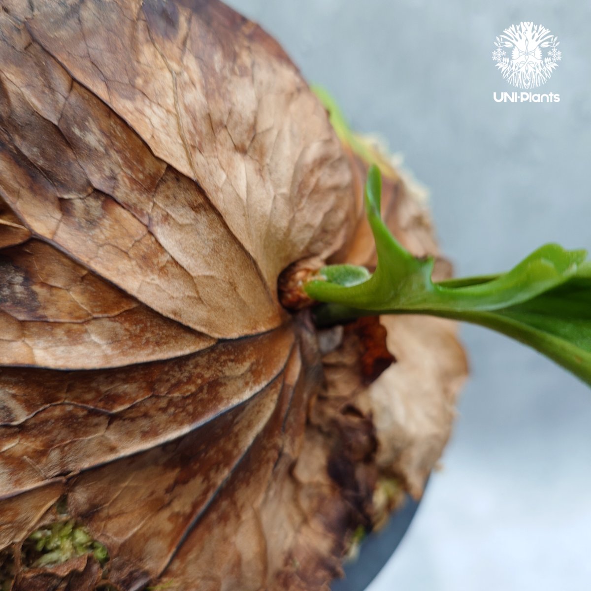 ビカクシダ　3点セット Platycerium kitshakood 