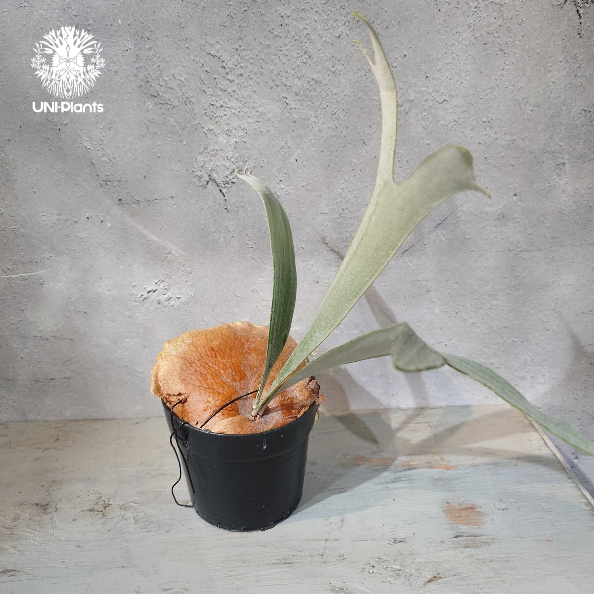 国内繁殖株・一点物】Platycerium bifurcatum 'white' ｜ビカ