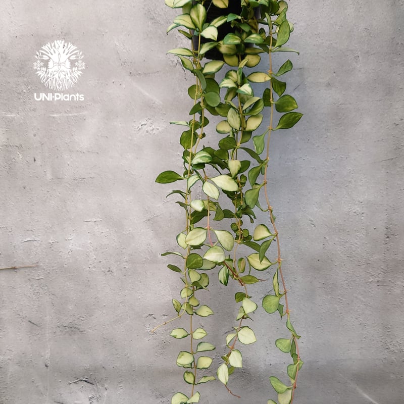 ホヤ ヘウスケリアナ バリエガータ Hoya Heuschkeliana variegata