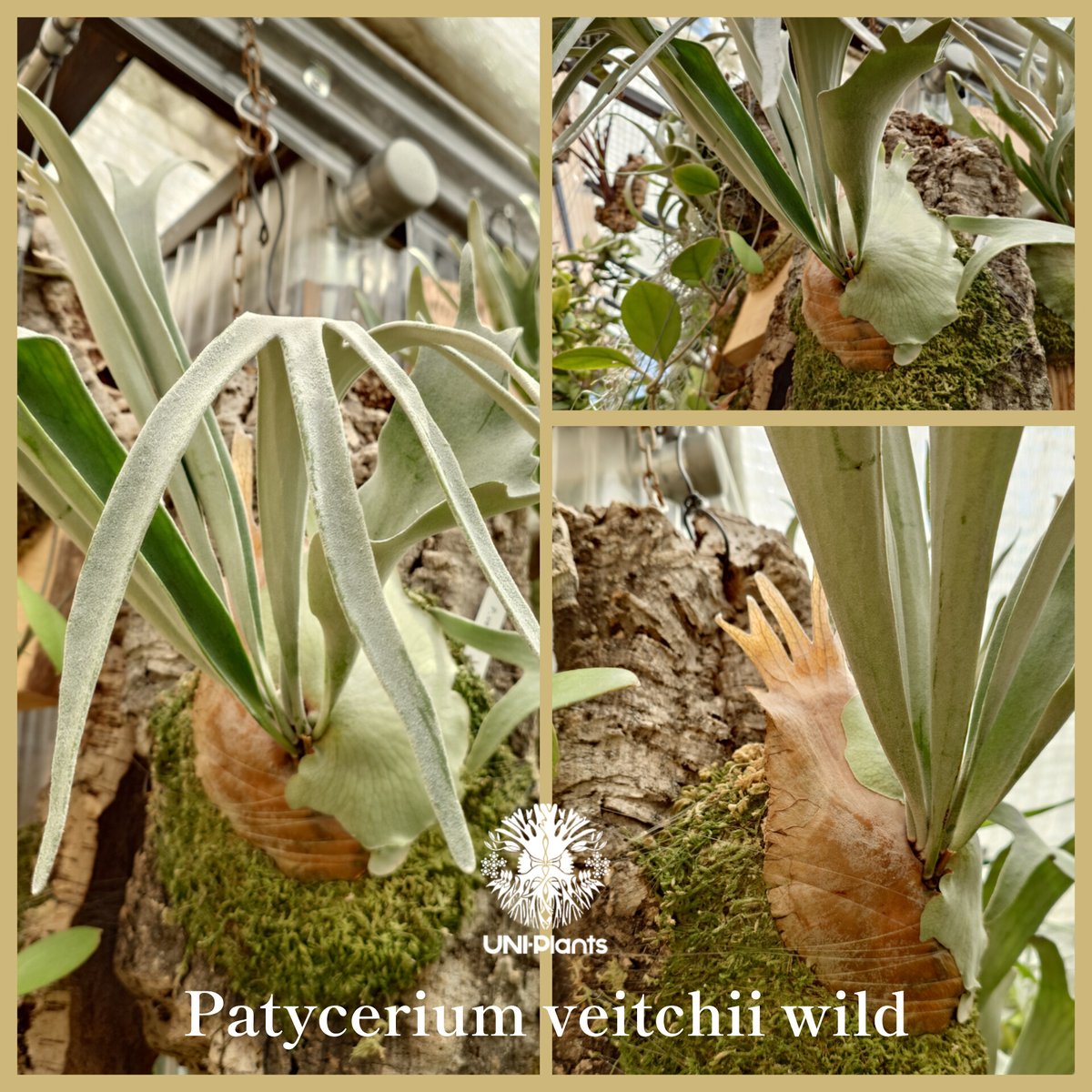 ︎︎︎︎☑︎ Monster veitchii veitchii wild ビカクシダ P.veitchii wild×willinckiiの貯水葉に見惚れる