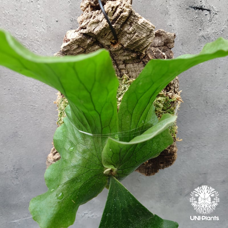ビカクシダ エレファントティス Platycerium elephantotis