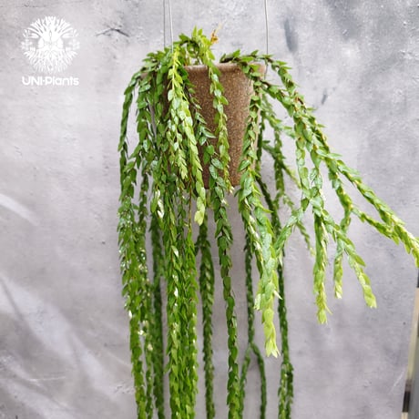 フペルジア | STORES