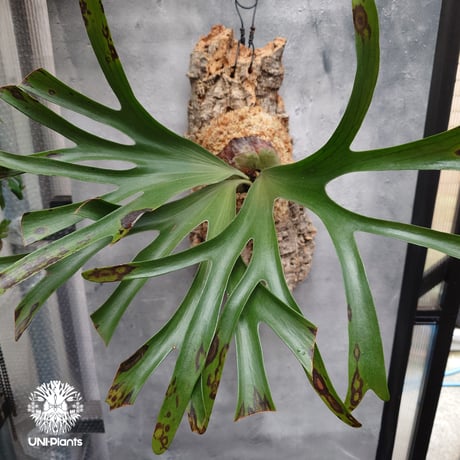 platyceriumalcicorne | STORES