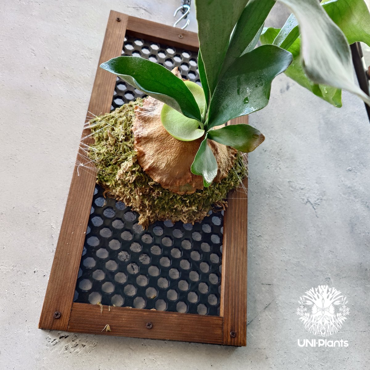 ビカクシダ アルシコルネ Platycerium alcicorne ビカクシダ原種 シダ植