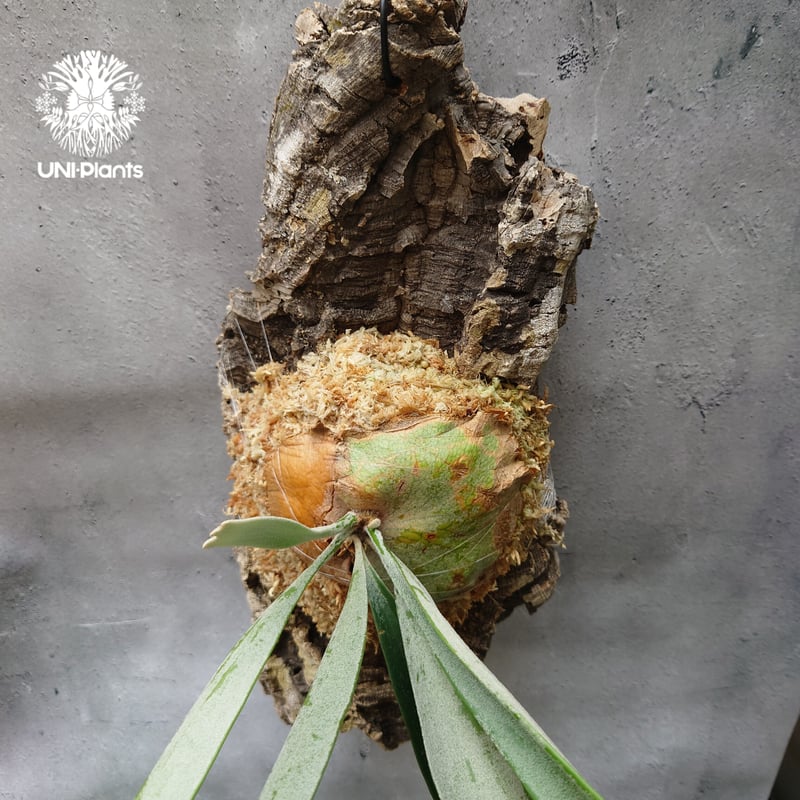 初入荷!ビカクシダ ベイチー シルバーフロンド Patycerium