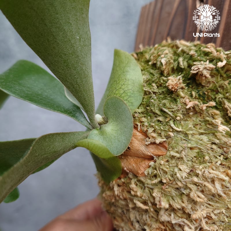 Platycerium hillii cv.Miss Moana（pup） ビカクシダ ヒリー