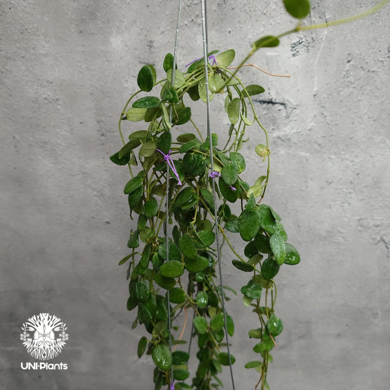 ご予約者様専用ページ ご予約No.UI-250509-1415 Hoya Pulleana ホ