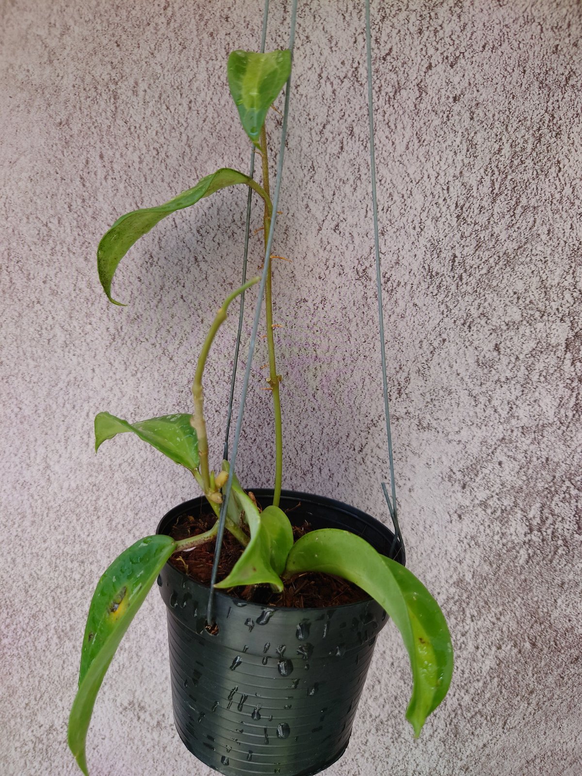 Hoya macrophylla 'Bai Bou' ホヤ マクロフィラ バイボウ 希少なホヤ...