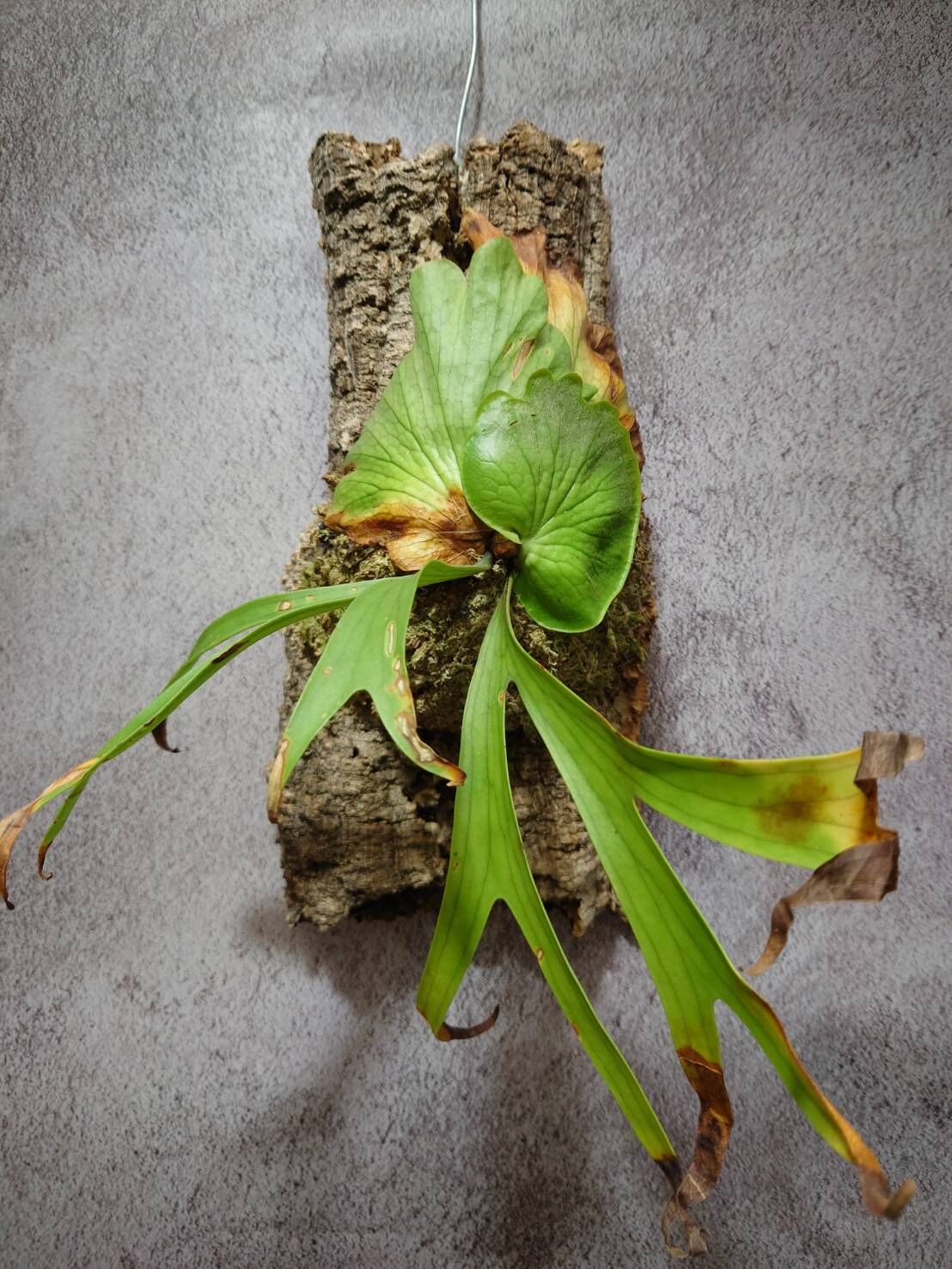 ビカクシダ コロナリウム Platycerium coronarium⑯中株 希少!ビカクシダ コロナリウム Platycerium coronarium コウモリ