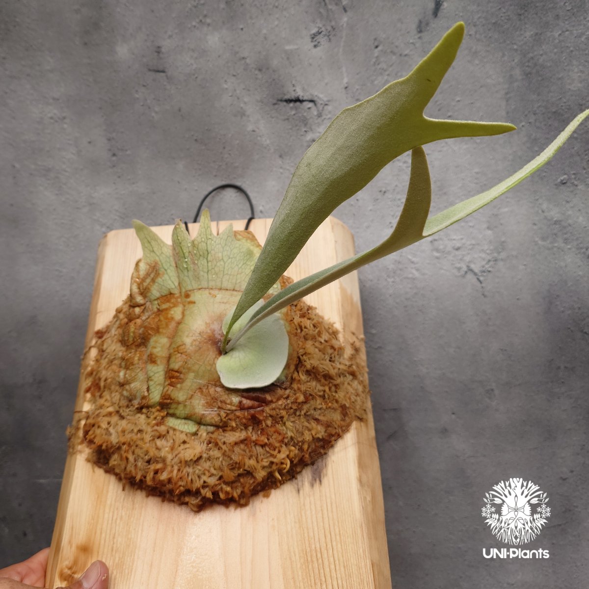 Platycerium pewchan compact ビカクシダ ピューチャン コンパクト