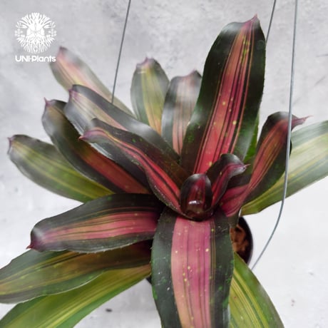 Neoregelia Margaret ネオレゲリア マーガレット Neoregelia ブロメリア  Bromeliad ブロメリア科ネオレゲリア属