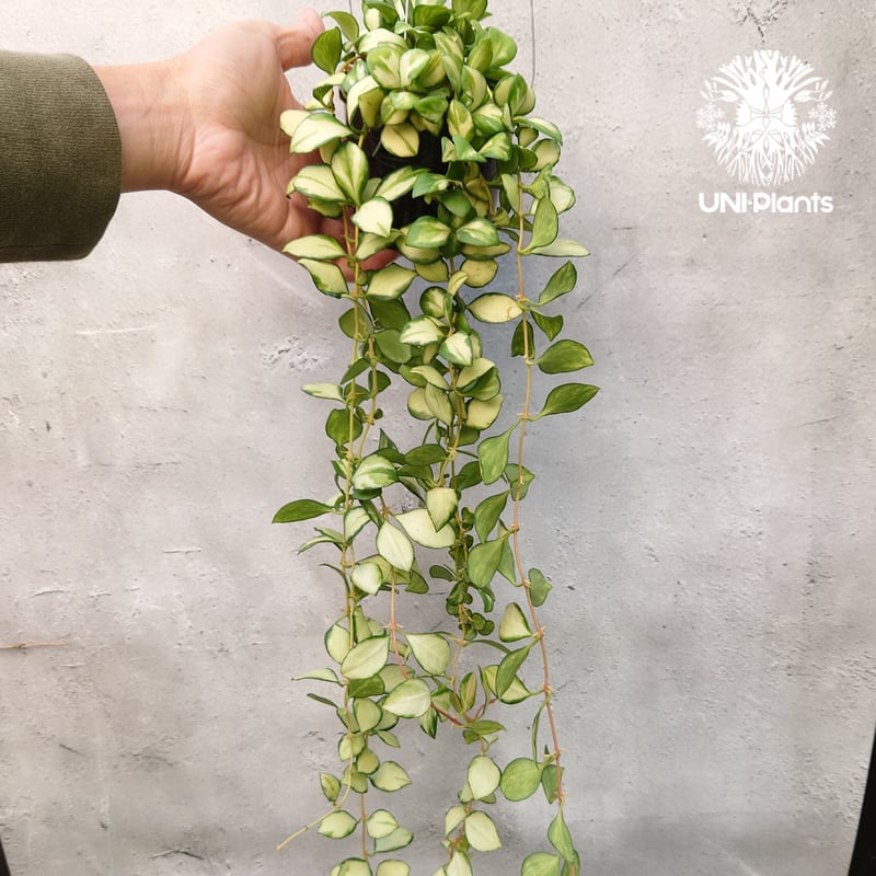 ホヤ　ヘウスケリアナ　斑入り 園芸ネット本店｜ホヤ：ヘウスケリアナ（斑入り） 4号吊り鉢 の通販