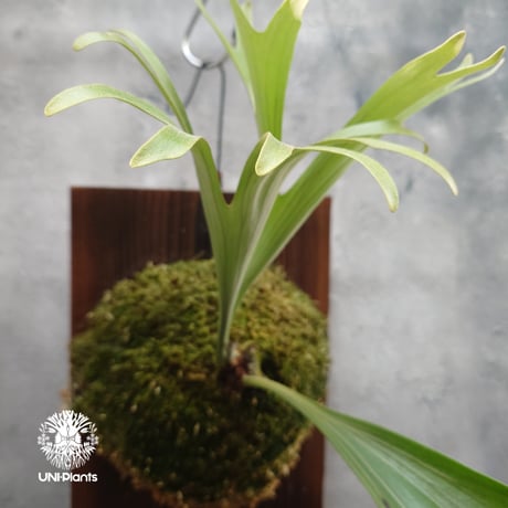 CATEGORY ビカクシダ（Platycerium） | UNI-Plants ビカクシダ、