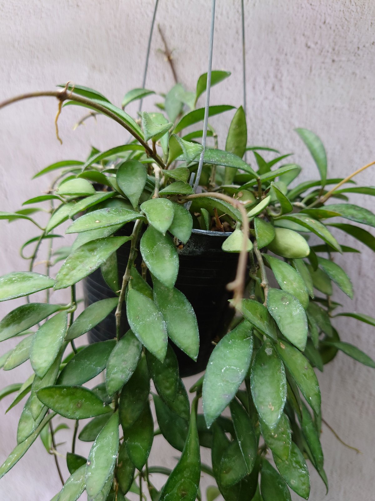 ホヤ ケンティアナ ミニ Hoya kentiana mini ホヤ植物 植物 珍奇