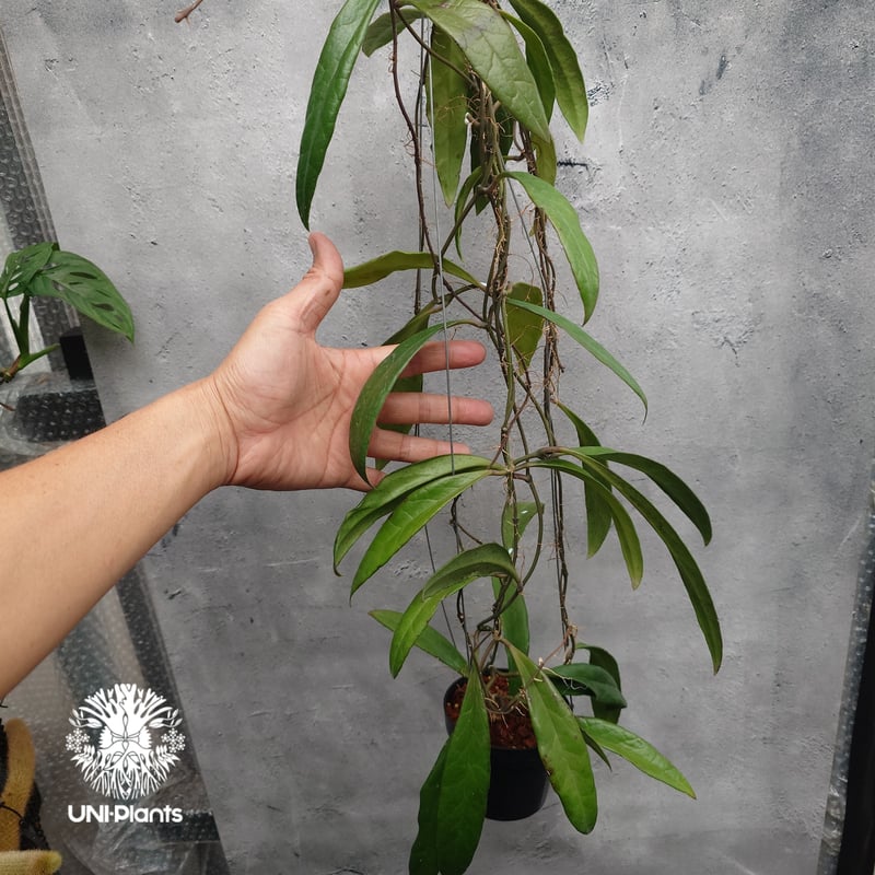 Hoya Sulawesiana ホヤ スラウェシアナ ホヤ植物 Hoya plants 珍し