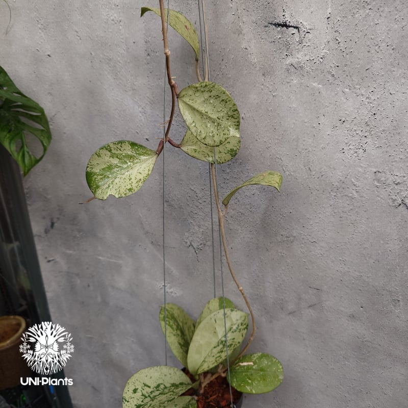 Hoya michelle silver ホヤ植物 ホヤの花 Hoya plants 希少 レ