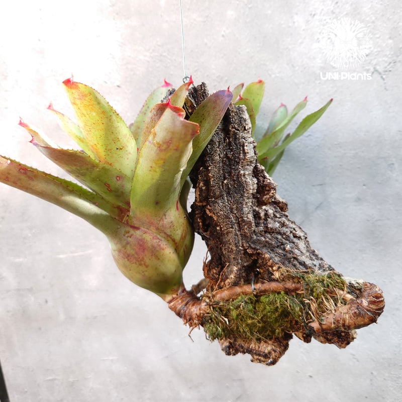 ネオレゲリア ハイブリッド Neoregelia hybrid ブロメリア科