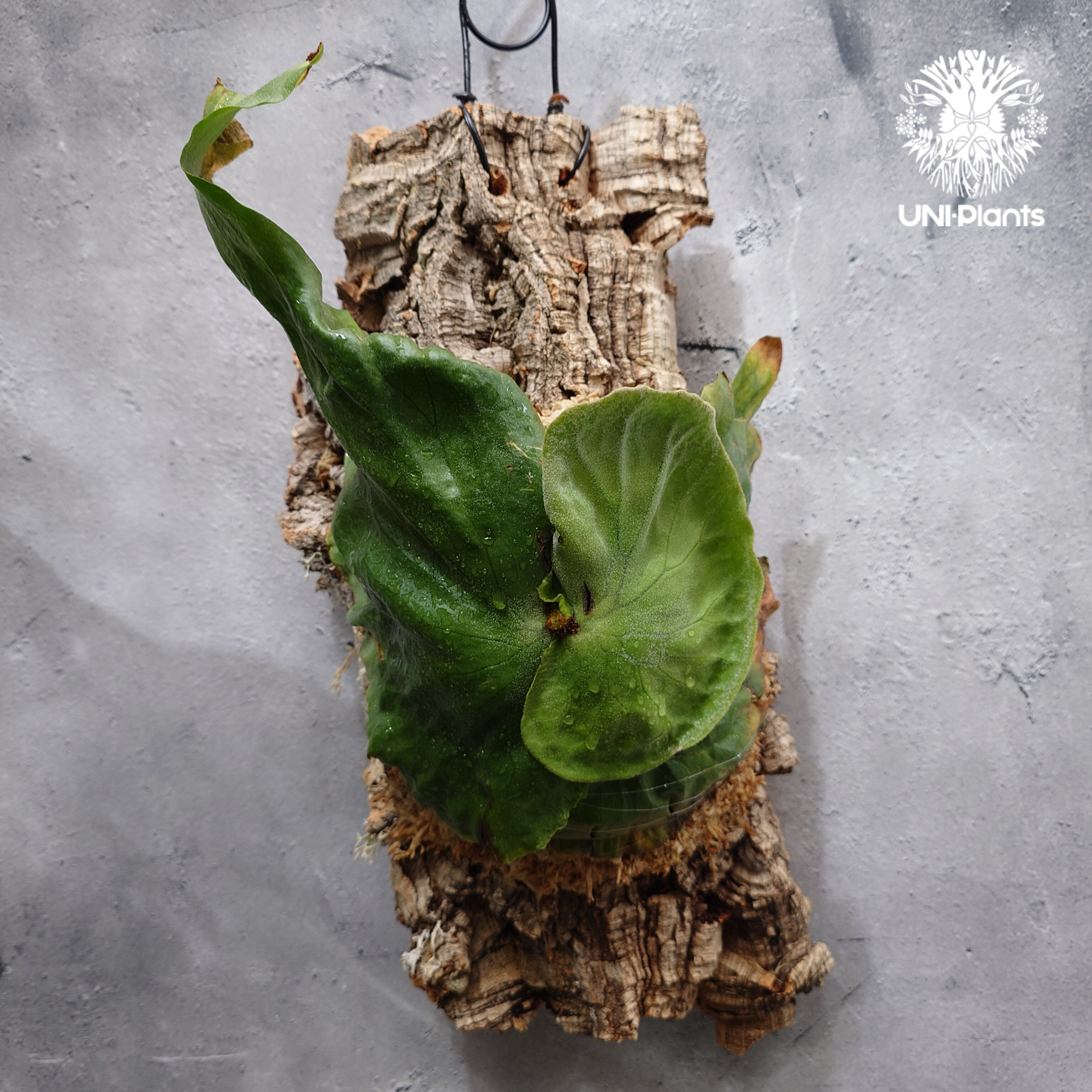 Platycerium grande ビカクシダ グランデ ビカクシダ原種 植物 シダ