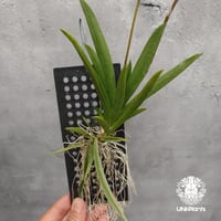 Tolumnia Jairak Rainbow Hybrid トルムニア　ジェイラック　レインボー 着生蘭 着生ラン 蘭の花 Orchid 着生植物