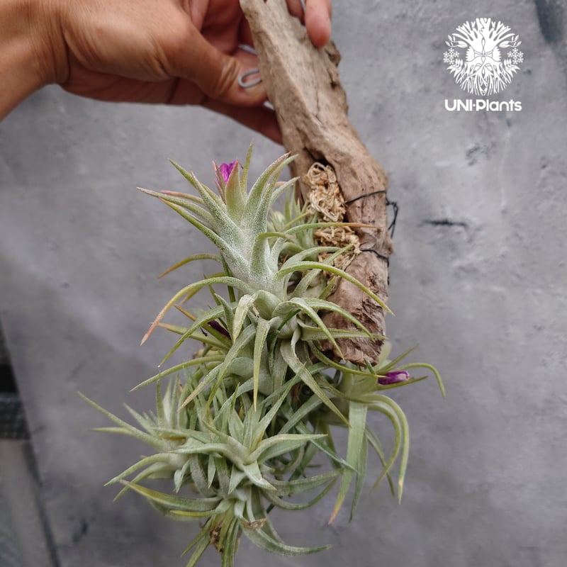ハ*可様 Tillandsia Ionantha レア株セット イオナンタ Ionantha グループ - Frontier Plants ONLINE STORE