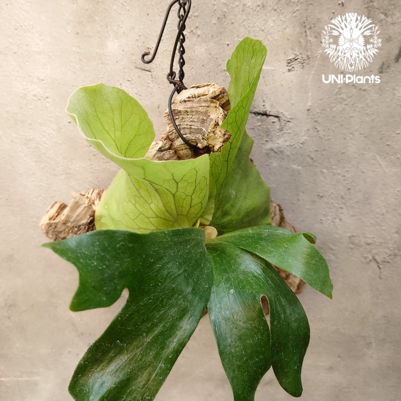 ビカクシダ ステマリア Platycerium stemaria コウモリラン