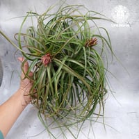 Tillandsia brachycaulos x concolor チランジア・ブラキカウロス×コンコロール Tillandsia  エアープランツ エアプランツ ティランジア