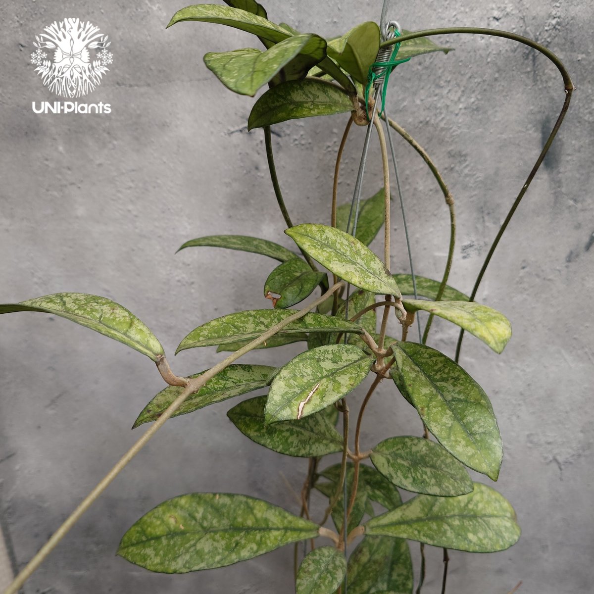 Hoya Crassipetiolata super splash ホヤ クラシペティオラータ